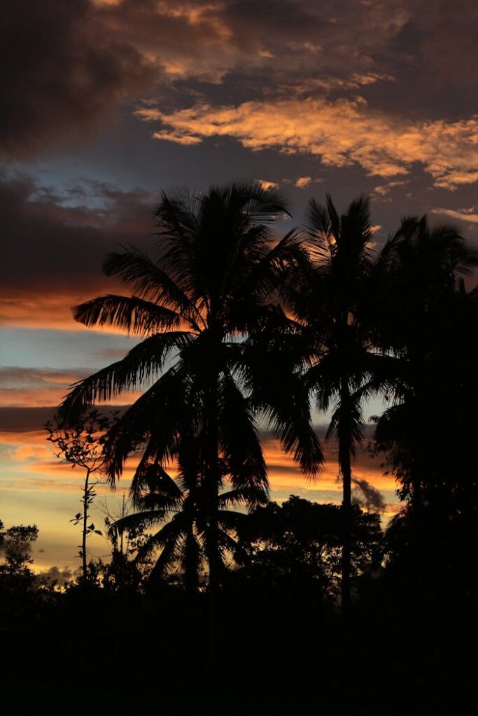 Captivating sunset with palm tree silhouettes in Tasikmalaya, Indonesia.